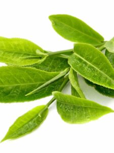 Camelia Sinensis Theeplant